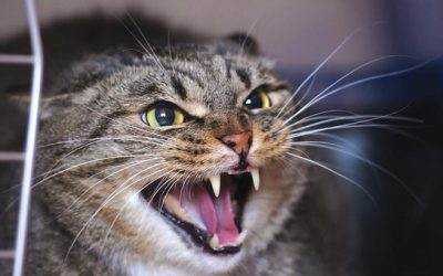 Top Reasons for Unprovoked Aggression in Cats and How to Help