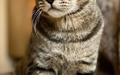 How to Train A Cat to Sit