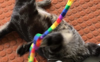 How to Play With Your Cat