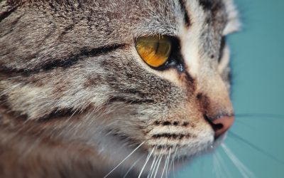 How Often Do Cats Blink and Cat Blinking Meaning