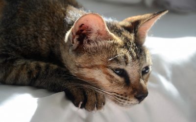 Cat Grief and How to Help a Grieving Cat