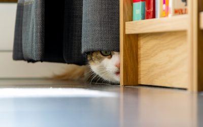 Stress in Cats And How To Help