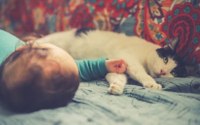How to Help Cats and Babies Get Along
