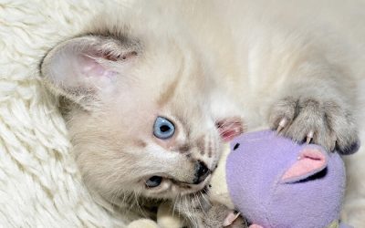 Why Do Kittens and Cats Suckle
