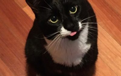 Why Do Cats Stick Their Tongues Out