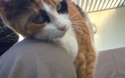 Why Do Cats Rub Against People?