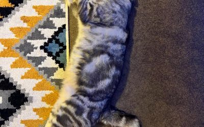 Cat Sleeping Positions and What They Mean