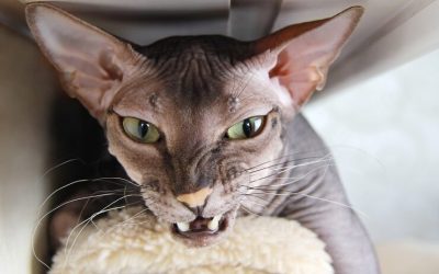 Why Do Cats Growl?