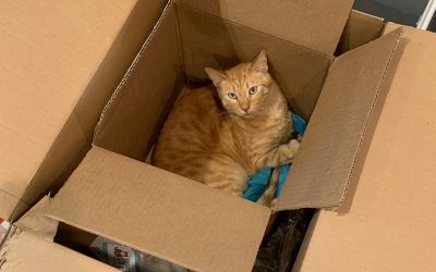 Why Do Cats Like Boxes?