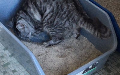 How Many Litter Boxes Should You Have for Each Cat