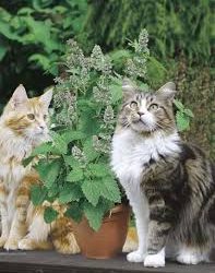 What Scents Do Cats Hate