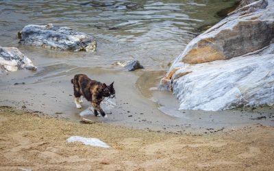 How To Be an Eco-friendly Cat Owner and Keep Wildlife Safe