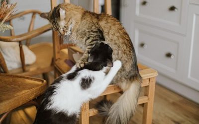 How to Tell Which Cat is Dominant