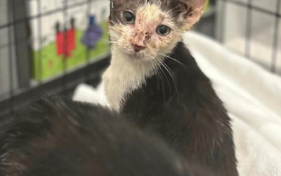 Feline Calicivirus