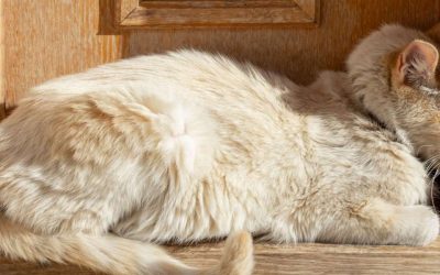 What Is Cat Head Pressing and How to Treat it!