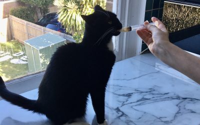 Cooperative/Force Free Cat Care – 4-Week Online Course