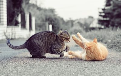 Do Cats Have Alphas?