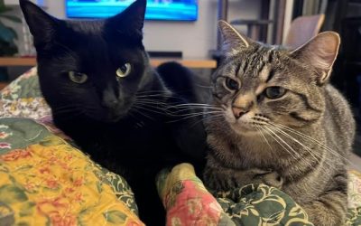 A Comprehensive Guide to Cat Body Language and Communication