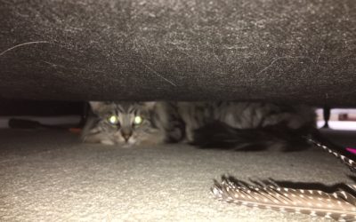 How to Train Your Fearful Cat to Be Confident – 3-Week Online Course