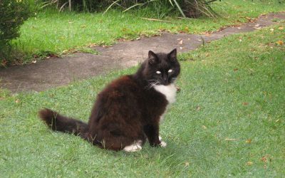 Why Is My Indoor Cat So Obsessed with Escaping Outdoors, And What Can I Do to Stop This Cat Behaviour?