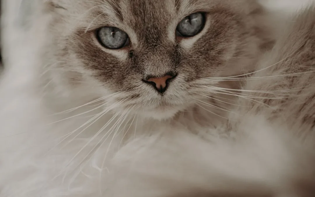Cat as subject for DNA testing