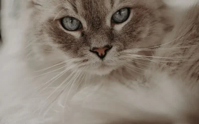 How Cat DNA Testing Supports Healthier Cats